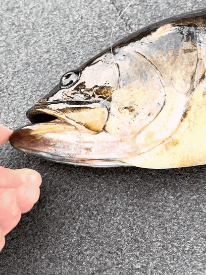 Sharphooklures.com Soft Plastics Nemesis 19mm